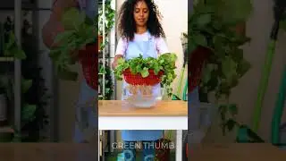Quick and Easy Ways to Boost Your Plant Growth