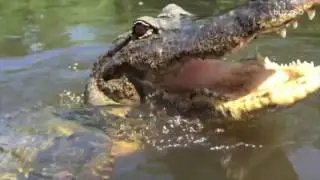 Record-Breaking Alligator Caught in Mississippi