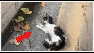 This Vet Wrapped a Kitten in Bandages for a Strange Reason. 🐱❤️🩹#CatRescue #KittenStory #cat