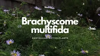 Brachyscome multifida | Australian Native Plant Profile | Pollinator Attracting Plants