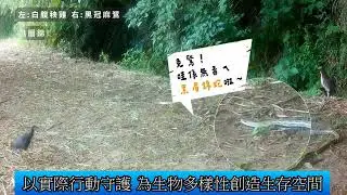 1141111 友善石虎農作成果發表 展現農業 生態共榮影音新聞