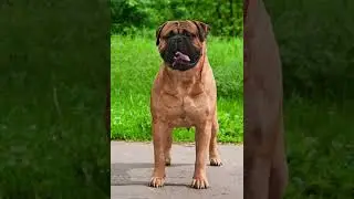 10 Most Aggressive Dog Breeds in the World