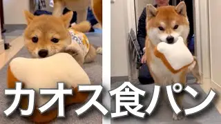 柴犬と豆柴2人に食パンを与えるも奪い合いカオスになる