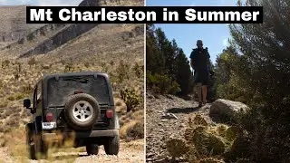 First Las Vegas Adventure! Hiking in Mt Charleston/Spring Mountains