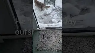 Cat tried to stay outside in very cold Weather