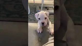 White Boxer Puppy #shorts #puppy #dogs #puppies #pets #bettyboop #boxerdog #funnydogs #whiteboxer
