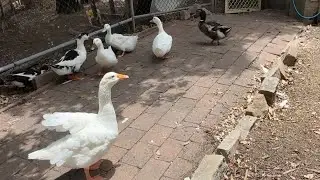 A Simple Moment with Ducks 🦆 | Soft Moments with Animals