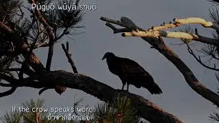 Wu Ya Shuo Qing Hua (อีกาเอ่ยคำรัก)(乌鸦说情话) - Ji Yanlin (แปลไทย)(Engsub)