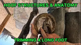 Hoof Structures & Anatomy. Trimming a Long Foot.