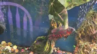 More cichlids and oscars