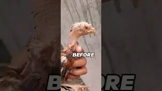 injured chick treatment 😷 #agfarm #injured #chicken #birds #shortvideo