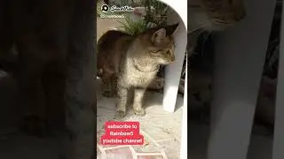 Cat #shorts funny cat #shorts video(2)