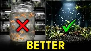 Stop Hatching Brine Shrimp And Use This Algae Eater To Feed Your Fish Instead!