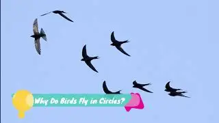 Why Do Birds Fly in Circles? -  EarthyKnowHow Explains!