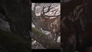 #wildlife #rut #deer #reddeer #nature #animals #outdoors #deerhunting #hunting