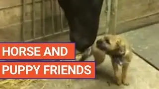 Puppy and Horse Friendship Video 2017 | Daily Heart Beat