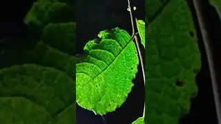 Nature&rsquo;s Beauty at Night &ndash; A Magical Green Glow! #NatureAtNight #MagicalNature #GreenGlow