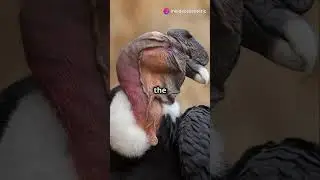 🦅 Top 10 Largest Flying Birds in the World by Wingspan 🌏