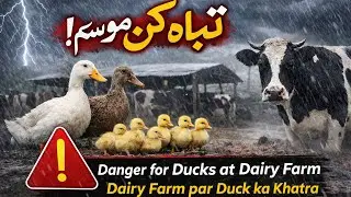 Dangerous Weather Dairy Farm Reality 🔥 Dairy Farm par Duck ka Khatra | Pets And Animals Vlog 