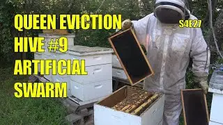 Artificial Swarm and Split on Hive #9  S4E27 #beekeeping #artificialswarm #hivesplit #queenbee