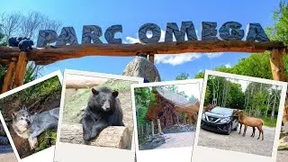 Исследование парка Омега: кормление животных, развлечения и осень