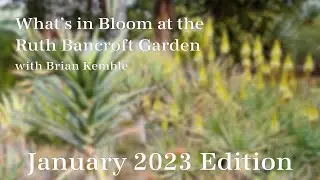 What's in Bloom at The Ruth Bancroft Garden  (January 2023) - V2