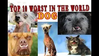 TOP WORLD WORST DOG AWARD WINNER UPDATE 2019