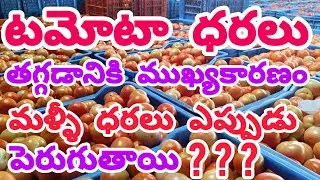 టమోటా ధరలు తగ్గడానికి ముఖ్యకారణం|మళ్లీ ధరలు ఎప్పుడు పెరుగుతాయి❓❓