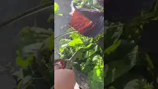 Fresh vegetable harvest #farming #shorts