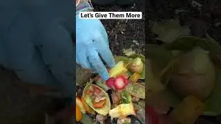 Compost your food scraps with worms!! Your garden will love you for it!!🪱 #vermicompost #wormfarm