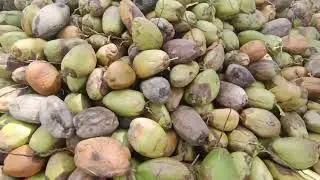 Tamil Nadu season starting coconut cheap and best coconut MS coconut Dindigul district9843641848  