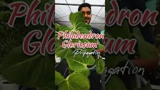 philadendron Gloriosum propagation #growermonk #plants #philadendron #viralshorts