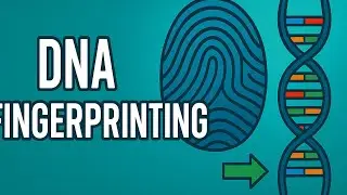 DNA Fingerprinting Explained | Forensics, Identification & Applications 🧬