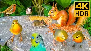 Cat TV for Cats to Watch 😺Enchanting Birds and Red Squirrels in Spring🐦🐿24 Hours (4K HDR)
