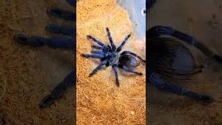 De-fanged Tarantula