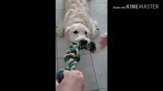 QUAND TU VA A LA P&Ecirc;CHE ET TU ATTRAPE UN POISSON-CHIEN...