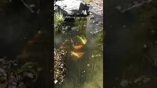 🔴 mes ko&iuml;s on bien pass&eacute;e l&rsquo;hiver ✔️