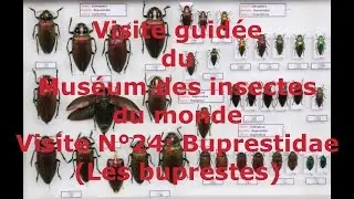 Visite guid&eacute;e du Mus&eacute;um des insectes du monde N&deg; 24 Buprestidae