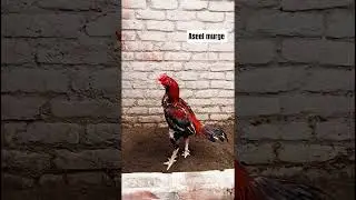 #aseel #rooster #assel #aseelmurga #roosterfarm #birds #ytshorts #yt #shorts #viral