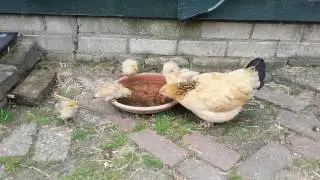De kuikentjes hebben dorst! Zo mooi dit!