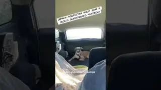 ЩЕНКИ ПОДРОСТКИ ИЩУТ ДОМ И СВОЕГО ЗАБОТЛИВОГО ЧЕЛОВЕКА