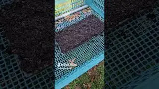 Turn Tree Seeds Into $1000