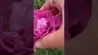 Angel Face Floribunda Rose Flower CLOSE UP |Fragrant Roses|Lavender Roses #roses