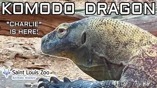 Charlie The Komodo Dragon Is At The St Louis Zoo! The Wait Is Over!