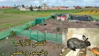 ولاعة الارانب لا زالت مستمرة جولة ممتعة❤