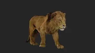 Houdini [Vellum Hair Simulation] - Lion Run Cycles Karma/ Solaris