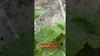 Ladybugs for natural pesticide