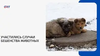 Cases of animal rabies have increased
