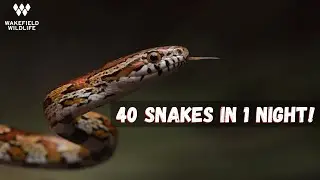 40 Snakes While Night Herping in South Florida!