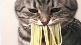 Spaghetti Cat